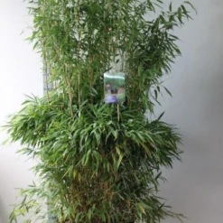Niet Woekerende Bamboe (Fargesia Murieliae 'Jumbo') -Essentie Groen Verkoop fargesia m super jumbo 125 150 co. 30l kopie