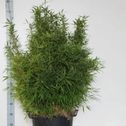 Niet Woekerende Bamboe (Fargesia Murieliae 'Bimbo') -Essentie Groen Verkoop fargesia mur. bimbo 80 100 cm co. 30l 1