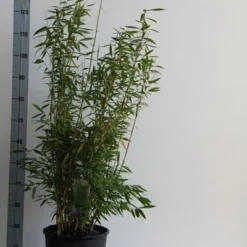 Niet Woekerende Bamboe (Fargesia 'Dino') -Essentie Groen Verkoop fargesia mur. dino 80 100 cm co. 12l v