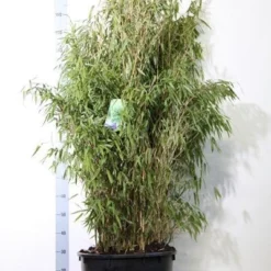 Niet Woekerende Bamboe (Fargesia Murieliae 'Simba') -Essentie Groen Verkoop fargesia mur. simba 125 150 cm co. 40l 1