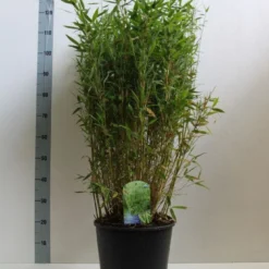 Niet Woekerende Bamboe (Fargesia Murieliae 'Simba') -Essentie Groen Verkoop fargesia mur. simba 80 100 cm co. 15l kopie kopie