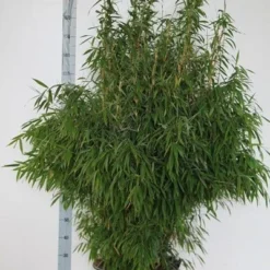 Niet Woekerende Bamboe (Fargesia Murieliae 'Jumbo') -Essentie Groen Verkoop fargesia mur. super jumbo 125 150 cm co.30l 1