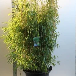 Niet Woekerende Bamboe (Fargesia Murieliae 'Jumbo') -Essentie Groen Verkoop fargesia mur. super jumbo 150 175 cm co. 35l