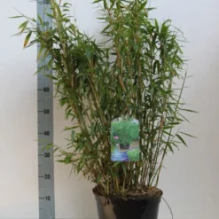 Niet Woekerende Bamboe (Fargesia Murieliae 'Jumbo') -Essentie Groen Verkoop fargesia mur. super jumbo 60 80 cm co. 7.5l kopie