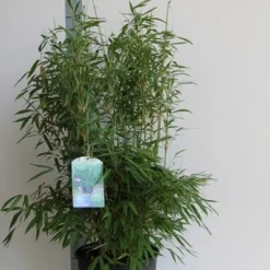 Niet Woekerende Bamboe (Fargesia Murieliae 'Jumbo') -Essentie Groen Verkoop fargesia mur. super jumbo 80 100 cm co. 12l 1