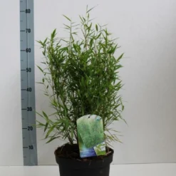 Niet Woekerende Bamboe (Fargesia Murieliae 'Bimbo') -Essentie Groen Verkoop fargesia mur bimbo 40 60 co. 5l kopie