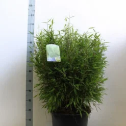 Niet Woekerende Bamboe (Fargesia Murieliae 'Bimbo') -Essentie Groen Verkoop fargesia mur bimbo 60 80 cm co. 20l kopie 1