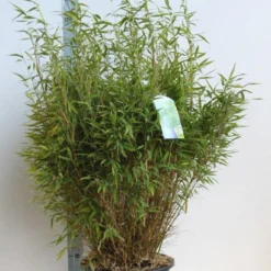 Niet Woekerende Bamboe (Fargesia Murieliae 'Bimbo') -Essentie Groen Verkoop fargesia mur bimbo 80 100 cm co. 25l kopie