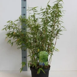 Niet Woekerende Bamboe (Fargesia Murieliae 'Simba') -Essentie Groen Verkoop fargesia mur simba 50 60 cm co.5l kopie