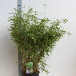 Niet Woekerende Bamboe (Fargesia Murieliae 'Jumbo') -Essentie Groen Verkoop fargesia mur super jumbo 80 100 cm co. 12l. kopie 1