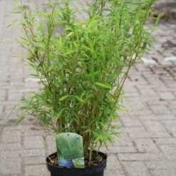 Niet Woekerende Bamboe (Fargesia Murieliae 'Bimbo') -Essentie Groen Verkoop fargesia murieliae bimbo 3 1