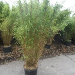 Niet Woekerende Bamboe (Fargesia Murieliae 'Jumbo') -Essentie Groen Verkoop fargesia murieliae jumbo 150 175 c25 1