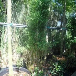 Niet Woekerende Bamboe (Fargesia Murieliae 'Jumbo') -Essentie Groen Verkoop fargesia murieliae jumbo 175 200 c35 1