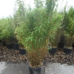 Niet Woekerende Bamboe (Fargesia Murieliae 'Simba') -Essentie Groen Verkoop fargesia murieliae simba 125 150 c20