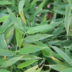 Niet Woekerende Bamboe (Fargesia Murieliae 'Simba') -Essentie Groen Verkoop fargesia murieliae simba 1 1