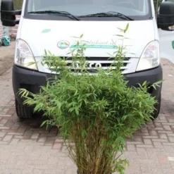 Niet Woekerende Bamboe (Fargesia Murieliae 'Simba') -Essentie Groen Verkoop fargesia murieliae simba 2