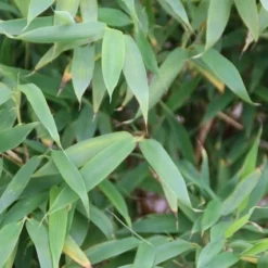 Niet Woekerende Bamboe (Fargesia Murieliae 'Simba') -Essentie Groen Verkoop fargesia murieliae simba 3