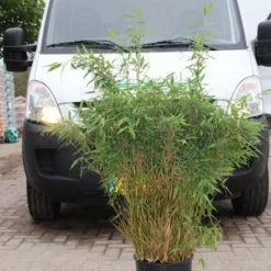 Niet Woekerende Bamboe (Fargesia Murieliae 'Simba') -Essentie Groen Verkoop fargesia murieliae simba 4