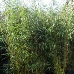 Niet Woekerende Bamboe (Fargesia Robusta) -Essentie Groen Verkoop fargesia robusta 1 1