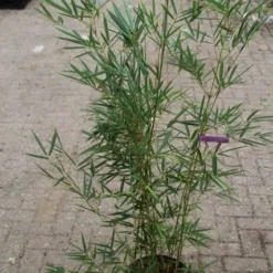 Niet Woekerende Bamboe (Fargesia Robusta) -Essentie Groen Verkoop fargesia robusta 1 1