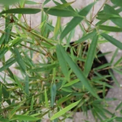 Niet Woekerende Bamboe (Fargesia Robusta) -Essentie Groen Verkoop fargesia robusta 2 1