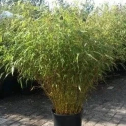 Bamboe (Fargesia Rufa) -Essentie Groen Verkoop fargesia rufa 1