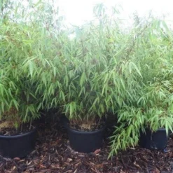 Bamboe (Fargesia Rufa) -Essentie Groen Verkoop fargesia rufa 100 125 c25 1