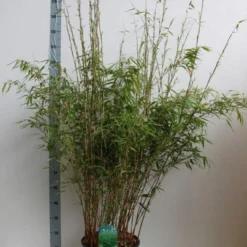 Bamboe (Fargesia Rufa) -Essentie Groen Verkoop fargesia rufa 120 140 cm co. 18 kopie