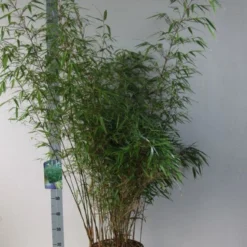Bamboe (Fargesia Rufa) -Essentie Groen Verkoop fargesia rufa 125 150 co. 18l kopie kopie 1