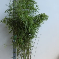 Bamboe (Fargesia Rufa) -Essentie Groen Verkoop fargesia rufa 150 175 kopie 1