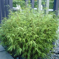 Bamboe (Fargesia Rufa) -Essentie Groen Verkoop fargesia rufa 3