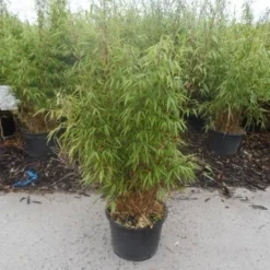 Bamboe (Fargesia Rufa) -Essentie Groen Verkoop fargesia rufa 80 100 125 c12 1
