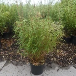 Bamboe (Fargesia Rufa) -Essentie Groen Verkoop fargesia rufa 80 100 c10 1