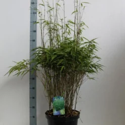 Bamboe (Fargesia Rufa) -Essentie Groen Verkoop fargesia rufa 80 100 co. 10l kopie 1