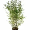 Niet Woekerende Bamboe (Fargesia 'Dino') -Essentie Groen Verkoop fargesiadino01 1