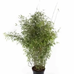 Niet Woekerende Bamboe (Fargesia 'Jiuzhaigou') -Essentie Groen Verkoop fargesiajiuzhaigou01 1