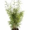 Bamboe (Fargesia Rufa) -Essentie Groen Verkoop fargesiarufa01