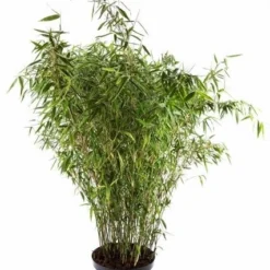 Niet Woekerende Bamboe (Fargesia Murieliae 'Tiny')