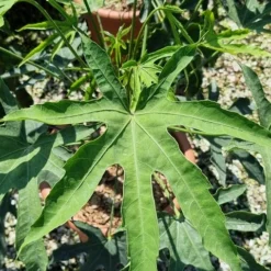 Vingerplant (Fatsia Polycarpa 'Green Fingers') -Essentie Groen Verkoop fatisa polycarpa green fingers 2 1
