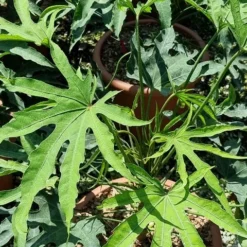 Vingerplant (Fatsia Polycarpa 'Green Fingers')