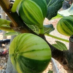 Vijg Op Stam (Ficus Carica 'Panache') -Essentie Groen Verkoop ficus caira panachee 1 1