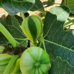 Vijg (Ficus Carica 'Panache') -Essentie Groen Verkoop ficus caira panachee 2