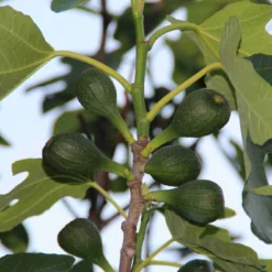 Vijg (Ficus Carica) -Essentie Groen Verkoop ficus carica 2