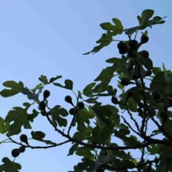 Vijg Op Stam (Ficus Carica) -Essentie Groen Verkoop ficus carica 3