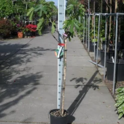 Vijg Op Stam (Ficus Carica) -Essentie Groen Verkoop ficus carica halfstam c15