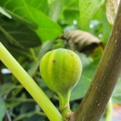 Vijg (Ficus Carica 'Panache') -Essentie Groen Verkoop ficuscaricapanache01