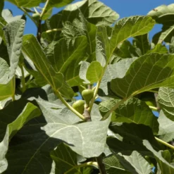 Vijg (Ficus Carica 'Panache') -Essentie Groen Verkoop ficuscaricavi