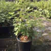 Vijg (Ficus Carica 'Violet Dauphine') -Essentie Groen Verkoop ficuscaricaviolettedauphine01