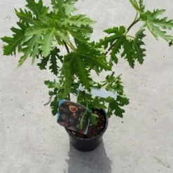 Vijg (Ficus Carica 'Ice Crystal') -Essentie Groen Verkoop ficusicecrystal03