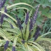 Leliegras (Liriope Muscari 'Variegata') -Essentie Groen Verkoop fm 937611 2 1